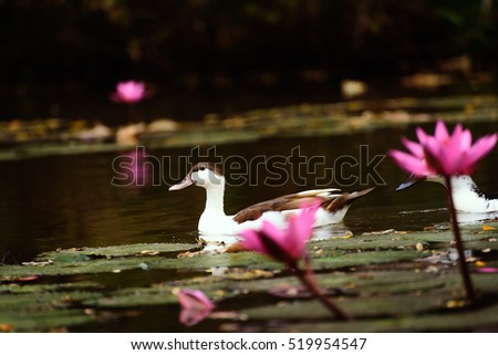 White ducks in a pond with lotus pink.