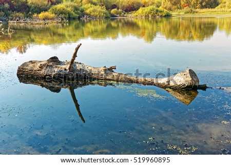 Big wooden log floating on the old pond surface in fine autumn day, blue sky reflected in the water