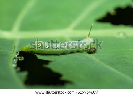 Caterpillar eating green plant with dung.