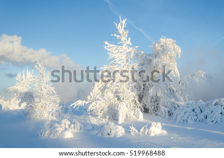 Beautiful landscape with trees covered by snow. Cold day in the snowy winter forest. Toned.