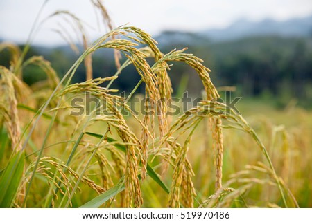 Rice field in Thailand.