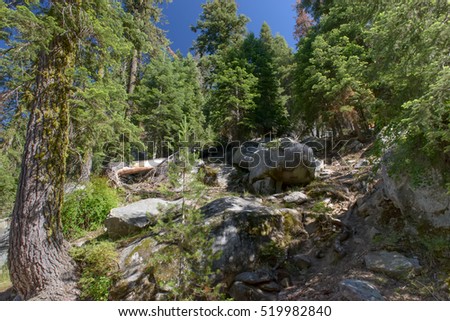 Boulders in the fir forest landscape