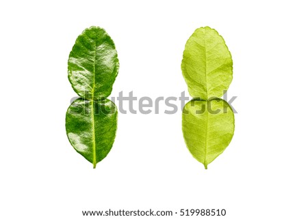 Kaffir lime leaves isolated on white background. Clipping path in picture.