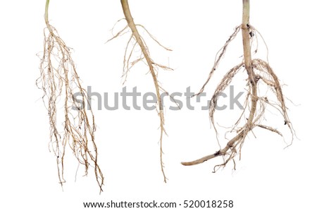 plant roots collection isolated on white background