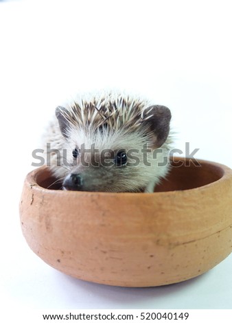 african pygmy hedgehog,pets,animal
