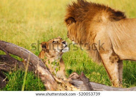 Beautiful lioness greeting lion upon his return Royalty-Free Stock Photo #520053739