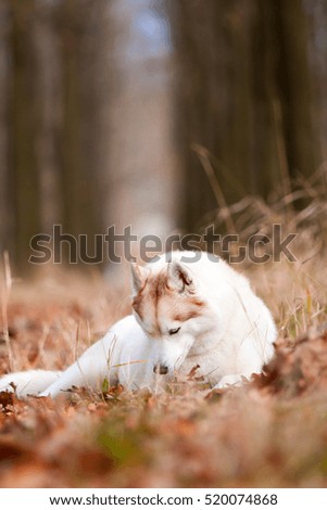 Siberian Huskies in park, autumn