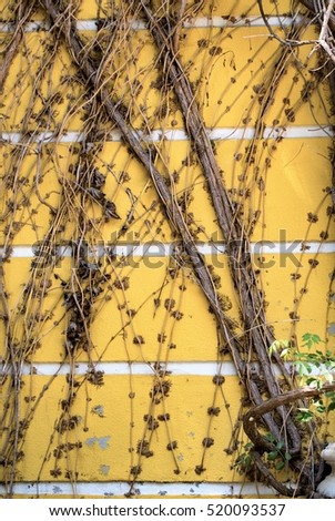 dry vines on the iron wall