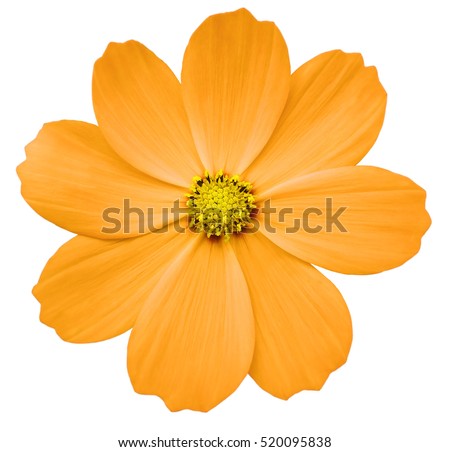  orange flower Primula.  white isolated background with clipping path. Closeup.  no shadows. yellow center. Nature.