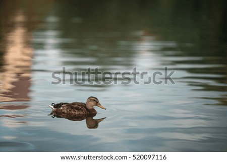 The duck floats on a background of green pond.