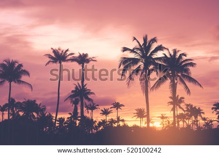 Copy space of tropical palm tree with sun light on sunset sky background. Summer vacation and nature travel concept. Vintage tone filter color style.