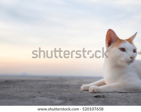 Cute cat on the roof,sunset background,cat looking