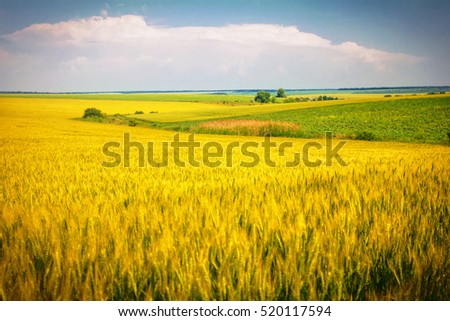 a field of ripe wheat, the road Royalty-Free Stock Photo #520117594