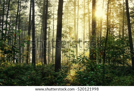 Moody forrest with sunlight Royalty-Free Stock Photo #520121998