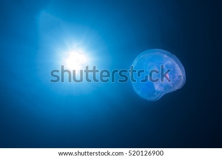 Moon Jellyfish (Aurelia Aurita) and the Sun 