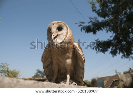 common barn owl ( Tyto albahead ), India.