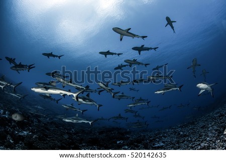Grey Reef Sharks of Fakarava atol - French Polynesia Royalty-Free Stock Photo #520142635