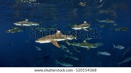 Blacktip Reef Sharks - Tahiti Royalty-Free Stock Photo #520154368