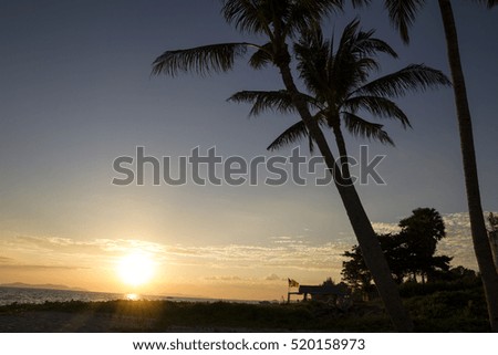 Silhouette coconut palm trees on beach