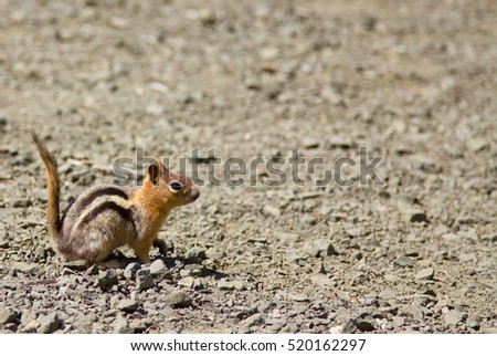 Side shot of a squirrel (Chipmunk) with it's tail up 