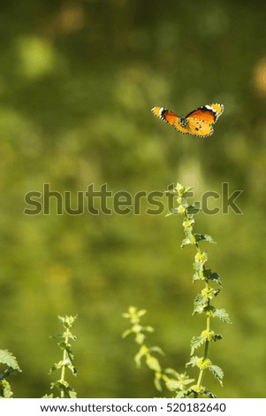butterfly on fly