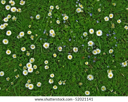 Many white daisies in top view of meadow, several  Bird's-eye Speedwell  also visible (Bellis perennis and Veronica chamaedrys)