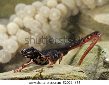 Northern spectacled salamander (Salamandrina perspicillata) next to het hatch, eggs, in the water, reproductive livrea, nice. Liguria. Italy