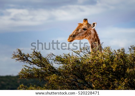 Giraffe looking over trees into the savanna Royalty-Free Stock Photo #520228471