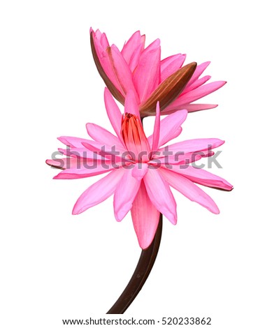 beautiful pink Water lily flower isolated on white background