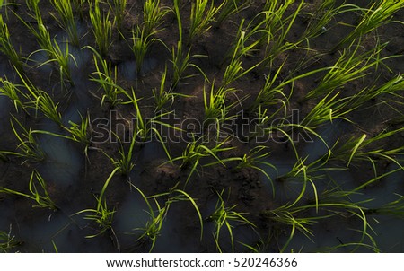 Rice crops in the evening light. Thailand rice paddy landscape beautiful Surin Thailand rice paddy farmers.