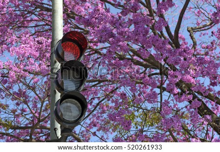 Red sign in traffic light in front of flowering pink ipe, Tabebuia avellanedae or Handroanthus impetiginosus - Sao Paulo, SP, Brazil - August 14, 2016