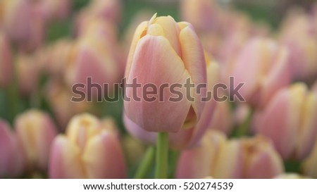 Pink Tulip. Beautiful bouquet of tulips. colorful tulips. tulips in spring,colorful tulip
