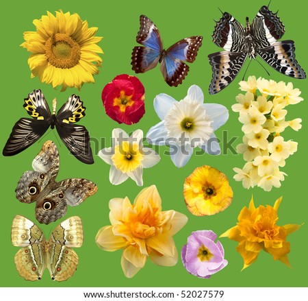 Set of spring flowers in different  butterfly