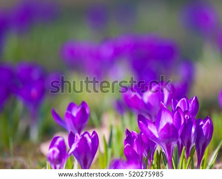 Violet crocus during spring days in Lazienki park, Warsaw, Poland