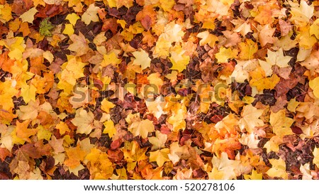 Autumn Leaves Background.  Colorful autumn