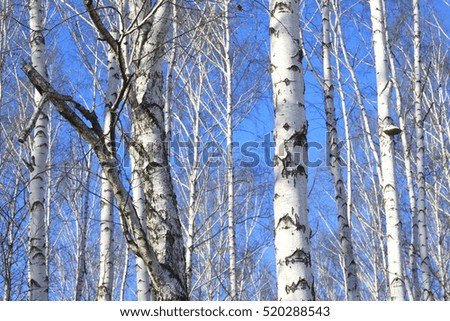 Beautiful landscape with white birches against blue sky. Birch trees in bright sunshine. Birch grove in autumn.