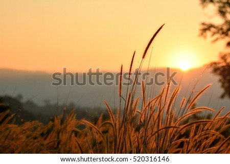 Grass silhouette over bright and mountain range.