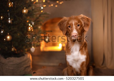 Happy New Year, Christmas, Dog Nova Scotia Duck Tolling Retriever, holidays and celebration, pet in the room the Christmas tree