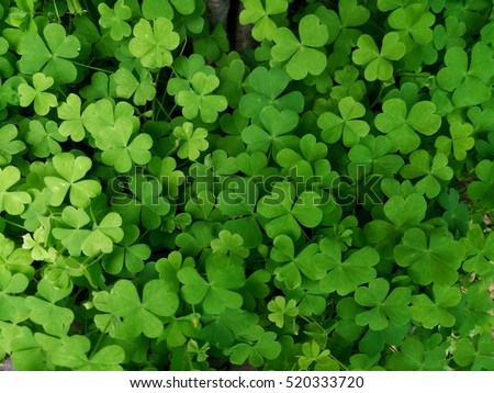 Leaf clover Royalty-Free Stock Photo #520333720
