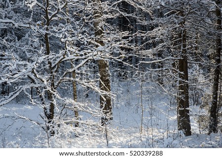 winter, snow on the branches of a tree
