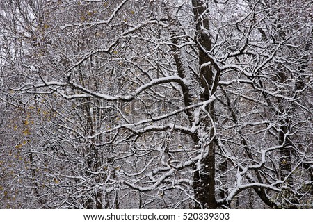winter, snow on the branches of a tree
