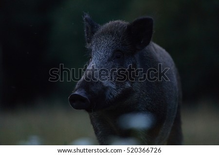 Wild boar portrait at night. Feral pig in the dark.