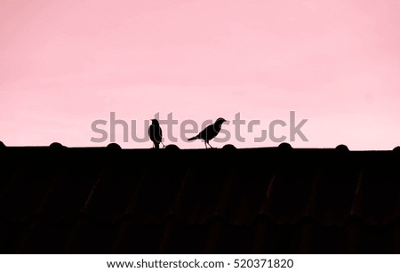 Two bird silhouette on pastel background
