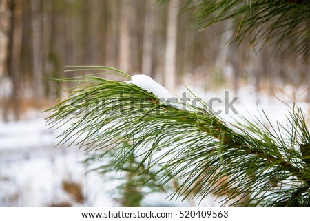fir brunch under the snow
