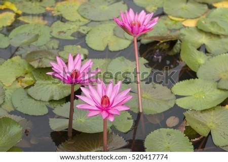 image of a lotus flower on the water, selective focus