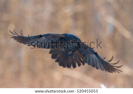 Birds - flying Black Common raven (Corvus corax). Scary, creepy, gothic setting. Winter.. Halloween