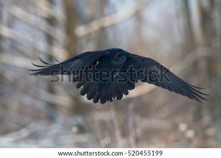 Birds - flying Black Common raven (Corvus corax). Scary, creepy, gothic setting. Winter.. Halloween