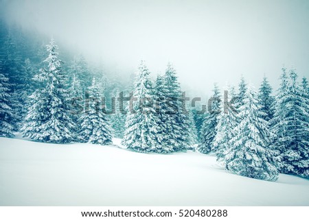 winter wonderland - Christmas background with snowy fir trees Royalty-Free Stock Photo #520480288