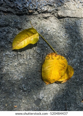 Yellow leaves fall to the pavement with shadow