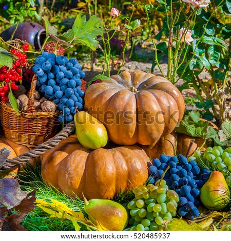 Autumn harvest. Pumpkin apples pears grapes outdoors in sunny autumn day.
